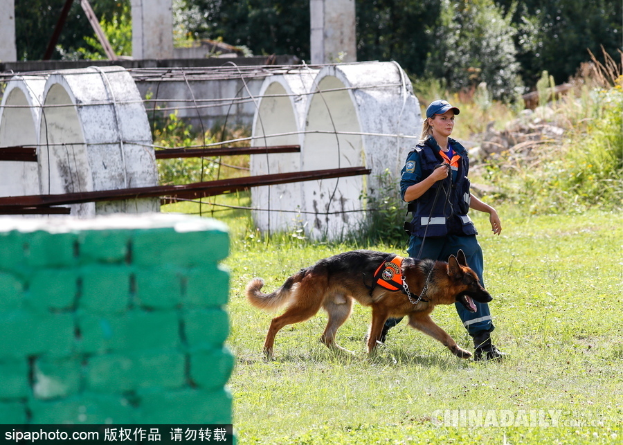 走進救援“特種兵”的成長 俄羅斯搜救犬進行訓練測試