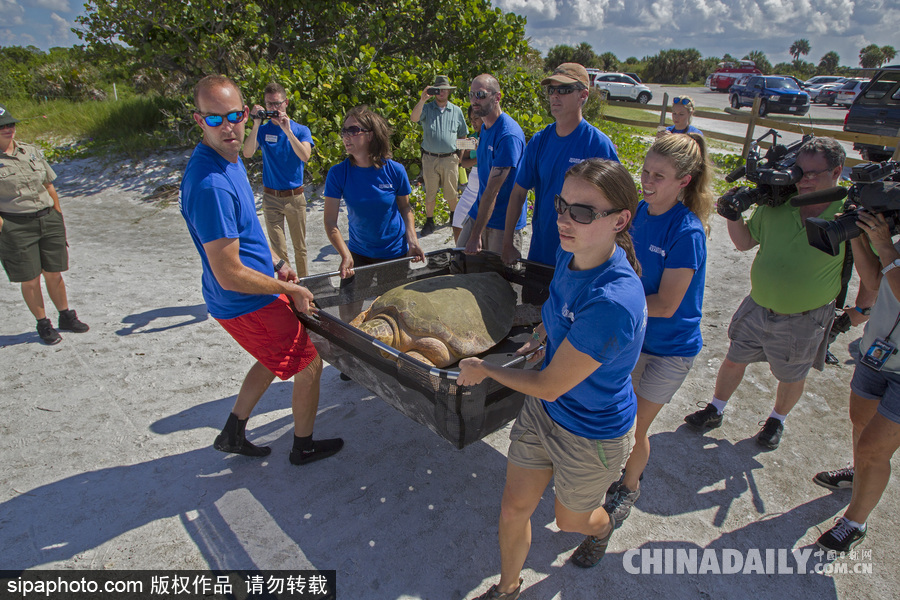 美國一紅海龜接受康復治療后回歸大自然