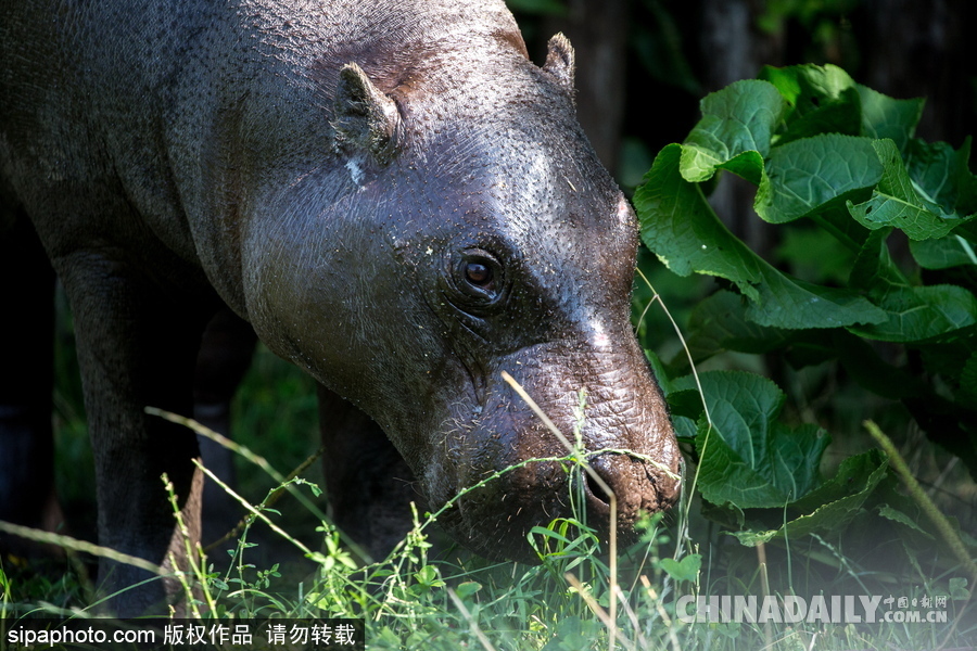 莫斯科動物園里的倭河馬 龐大笨重張嘴顯“霸氣”