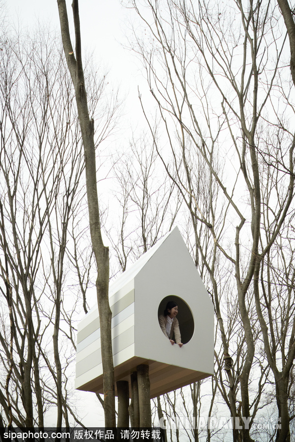 令人驚嘆！日本建筑公司筑起共享樹屋 人類可與鳥兒在屋內同住