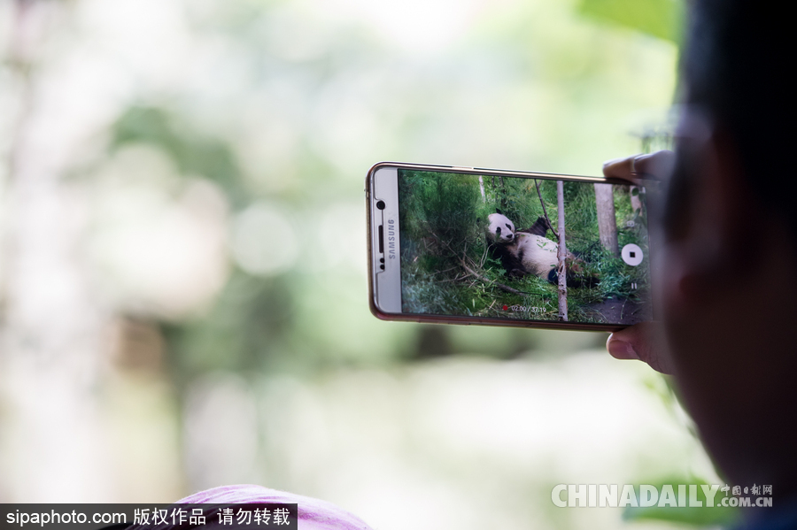 愛丁堡動物園證實“甜甜”懷孕 期待誕下熊貓寶寶