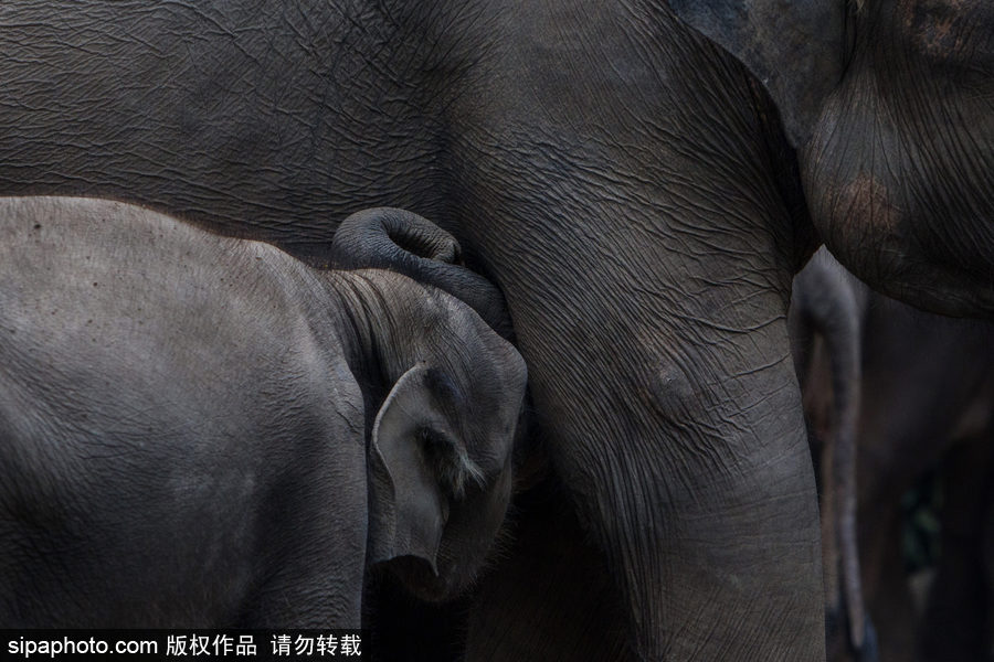 實拍瀕危物種：野生蘇門答臘象群