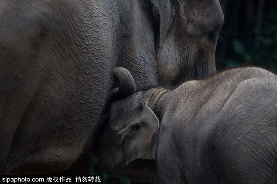 實拍瀕危物種：野生蘇門答臘象群