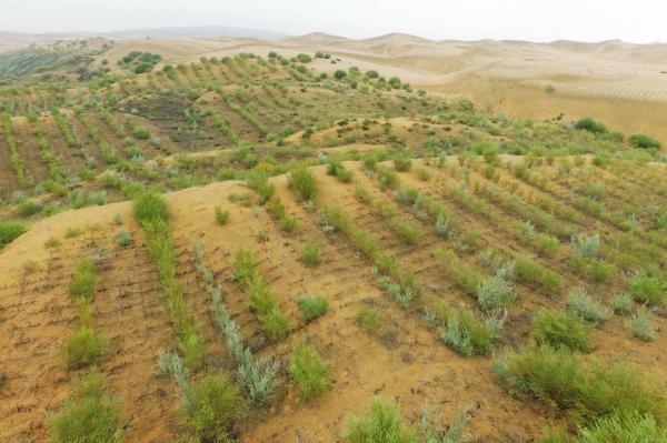 鄂爾多斯治沙人:三兄弟12年沙海造林4.7萬畝