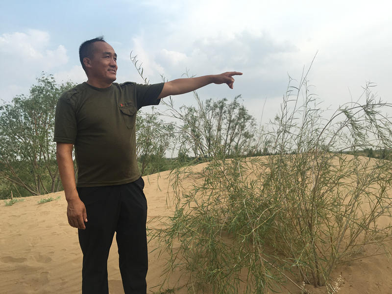 沙漠有綠色就有希望 鄂爾多斯的治沙故事