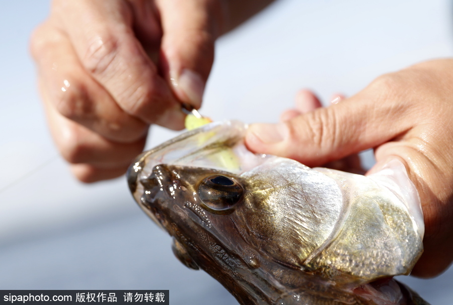 俄羅斯舉行漁船錦標賽 伏爾加河上開展捕魚競技