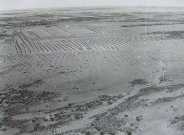 實拍:“風沙之城”鄂爾多斯的治沙傳奇