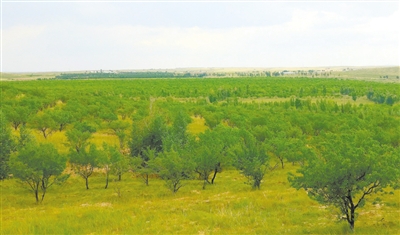 河洛圖小流域水土保持綜合治理區: 綠意滋潤 美富兼收