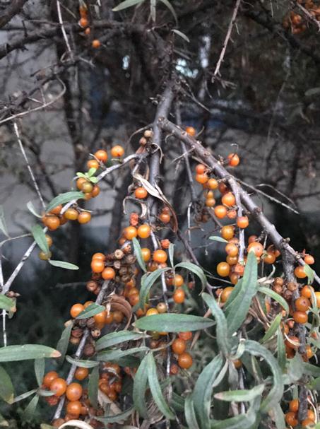 荒漠化防治與經濟效益并行:鄂爾多斯沙棘產業“綠色崛起”