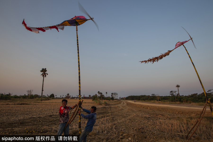 印尼迎來傳統風車節 風帆舞動夕陽剪影下美如畫