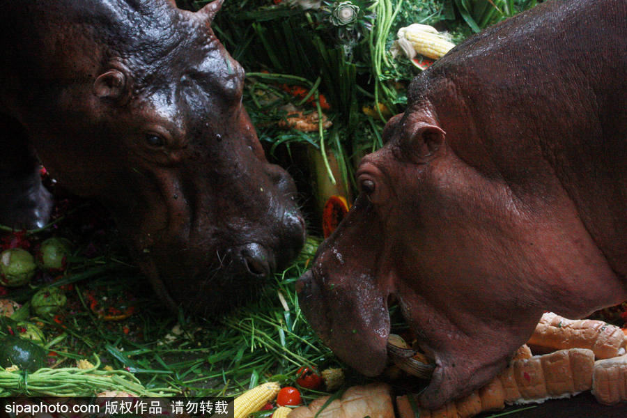 泰國為最長壽河馬“馬里”舉辦51歲生日會 吃相萌翻游客