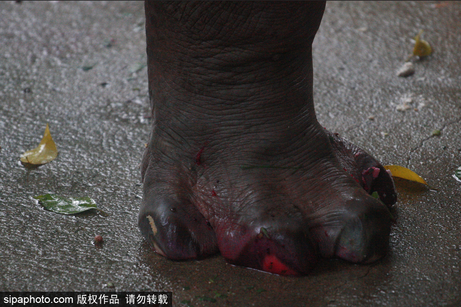 泰國為最長壽河馬“馬里”舉辦51歲生日會 吃相萌翻游客