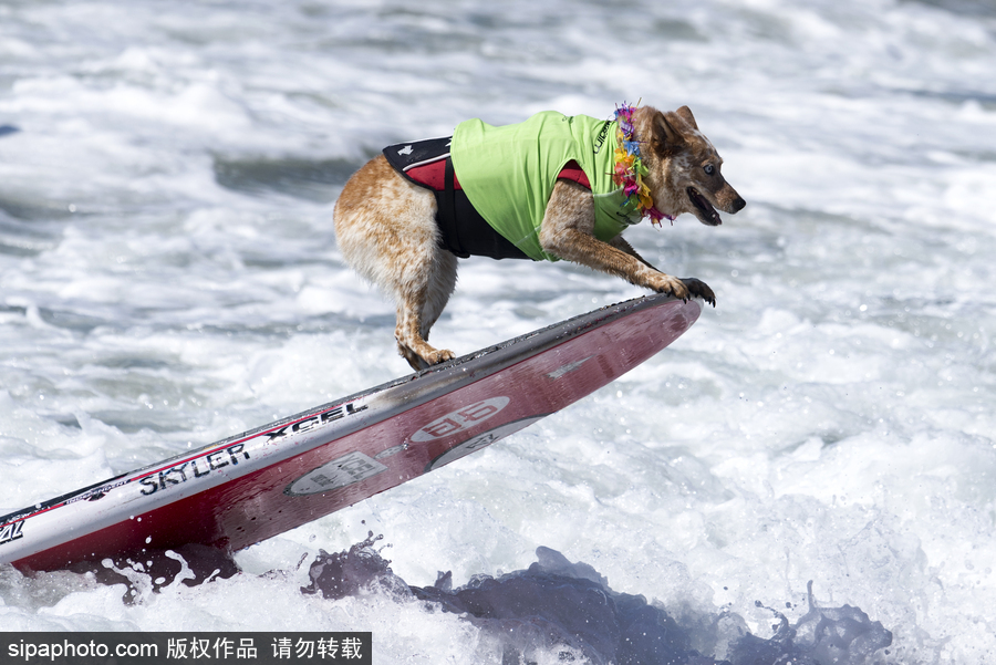美國(guó)加州舉辦狗狗沖浪比賽 汪星人秀水上功夫