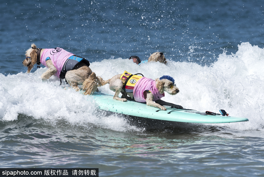 美國(guó)加州舉辦狗狗沖浪比賽 汪星人秀水上功夫