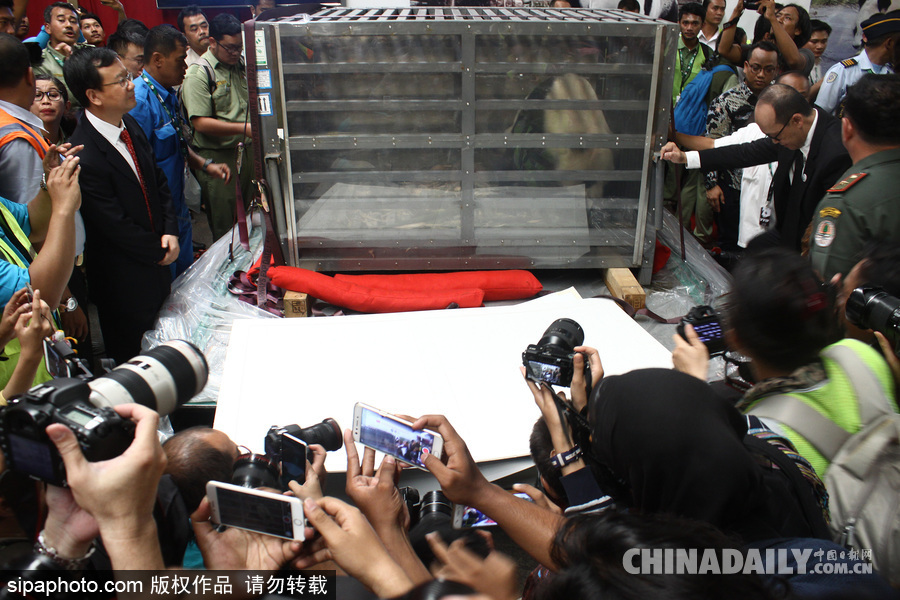 中國大熊貓首次旅居印尼 兩只萌家伙抵達機場受到熱烈歡迎