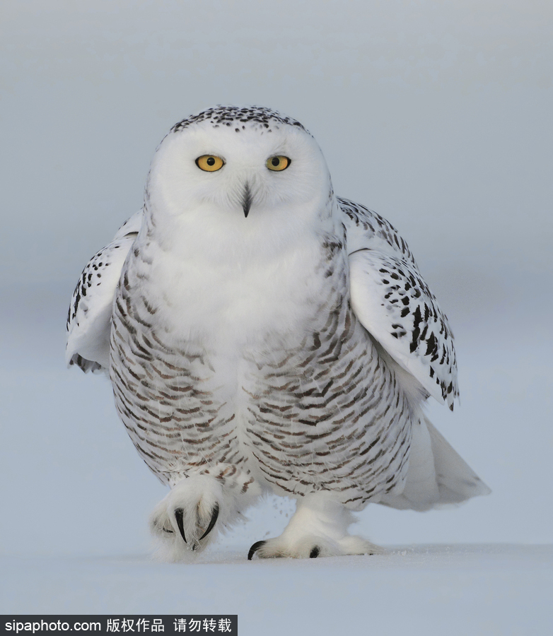 一見你就笑 冰天雪地中的雪鸮呆頭呆腦萌化了