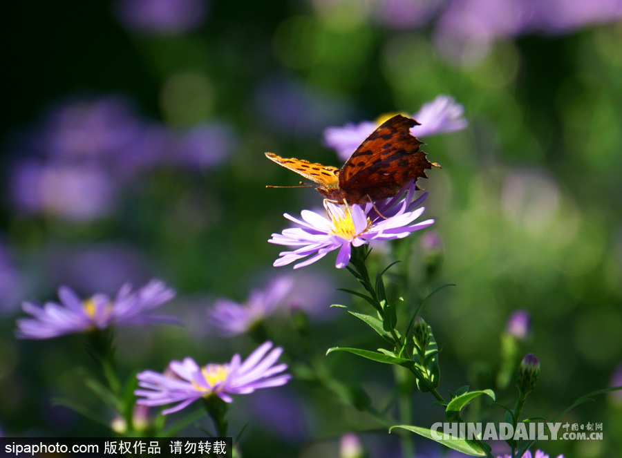 北京頤和園秋色美 小花爛漫惹人醉