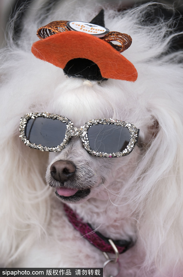 美國洛杉磯萬圣節狗狗大游行開啟 汪星人搞怪變裝逗趣十足