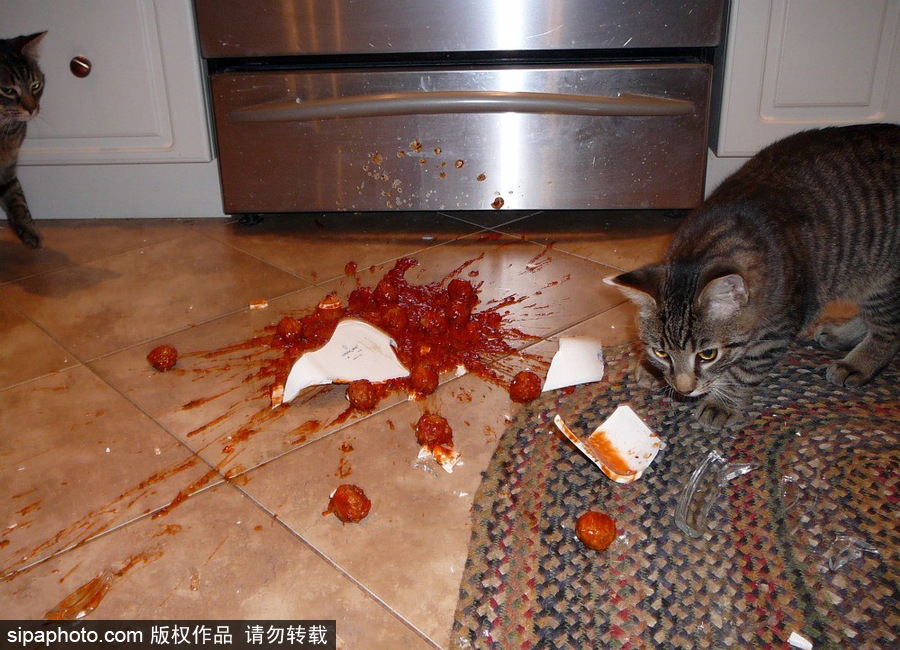 主人的內心是崩潰的！ 盤點寵物破壞大法