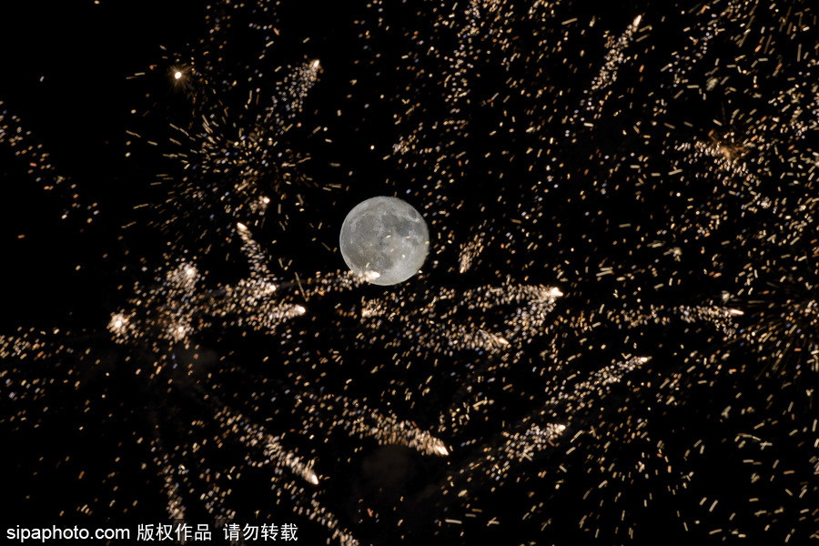 最完美的搭配 英國牛津郡明月與煙火點亮夜空