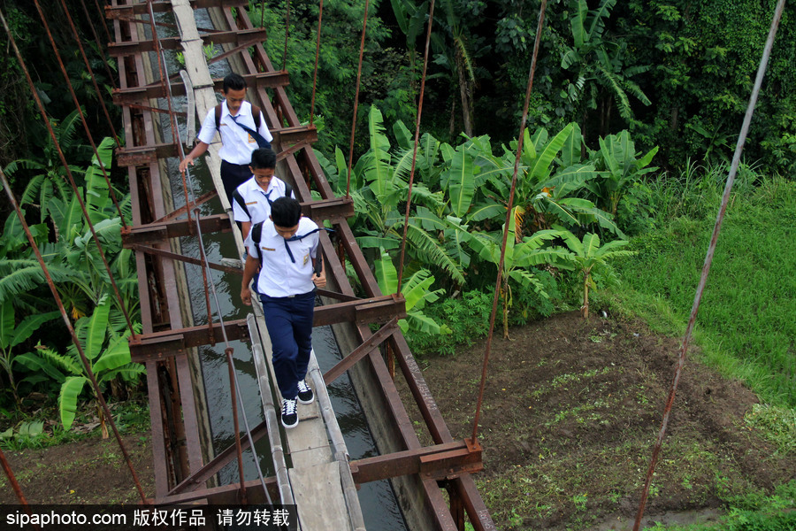印尼學(xué)生驚險(xiǎn)上學(xué)路 超窄木板吊橋穿叢林