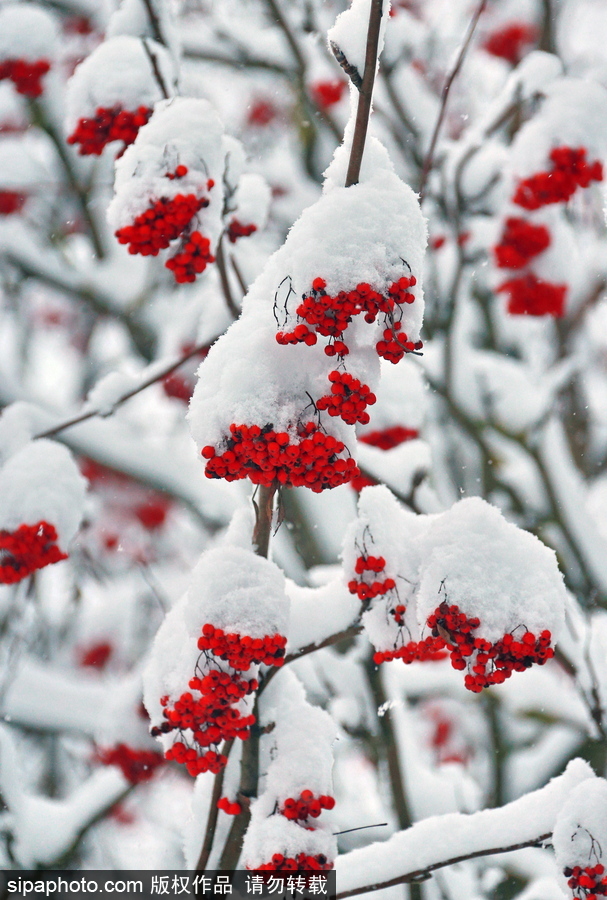 自然合奏曲！俄羅斯伊凡諾沃初冬皚皚白雪干凈純粹
