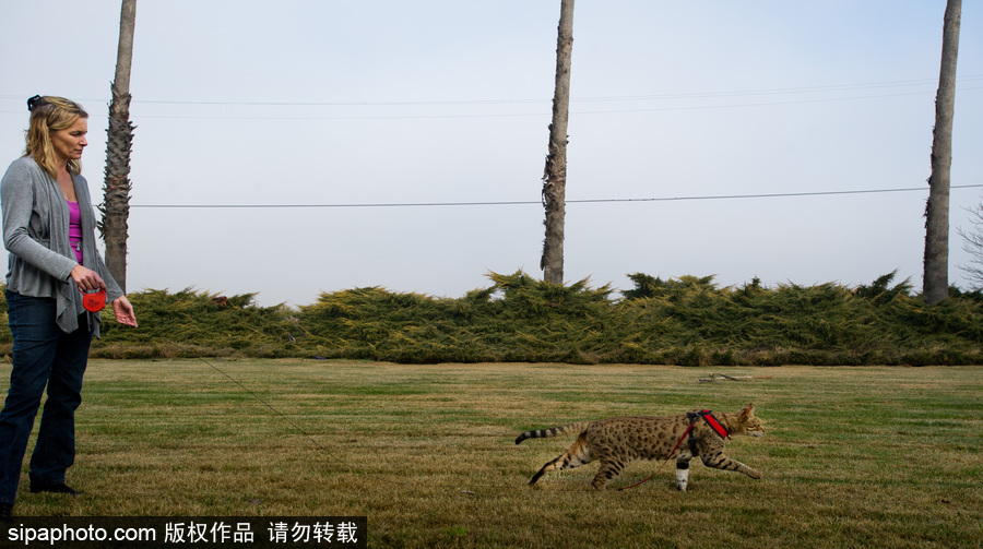 喵屆大長腿！ 世界最高的貓咪總身高48公分