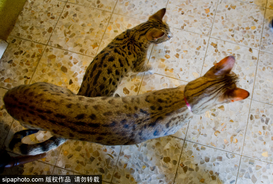 喵屆大長(zhǎng)腿！ 世界最高的貓咪總身高48公分