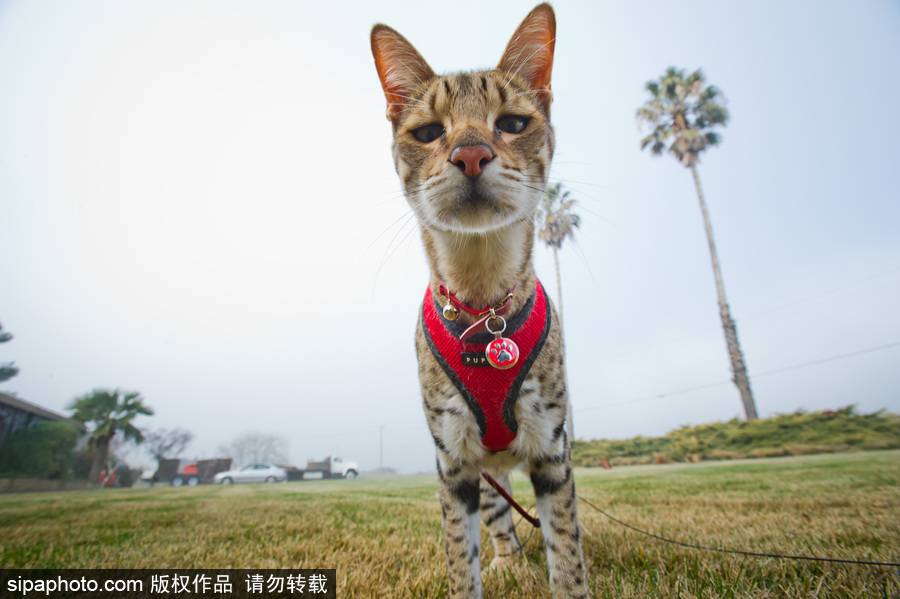 喵屆大長腿！ 世界最高的貓咪總身高48公分