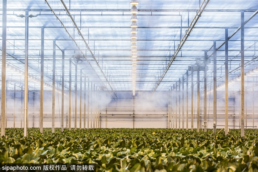 溫暖如春的景象 荷蘭韋斯特蘭溫室內部