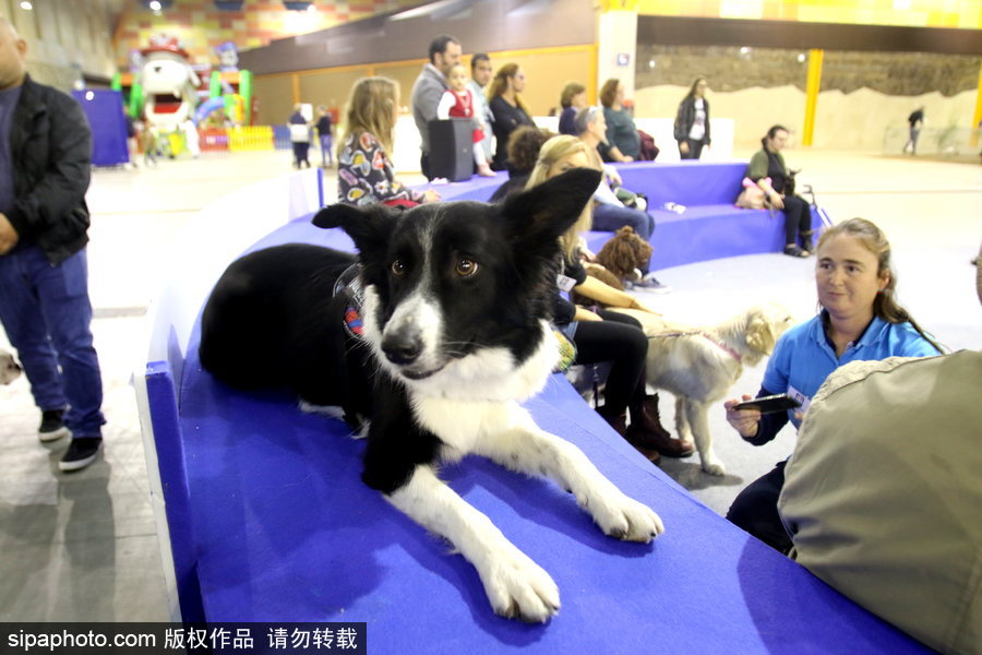 西班牙馬拉加舉行寵物大會 各式“萌寵”大比拼