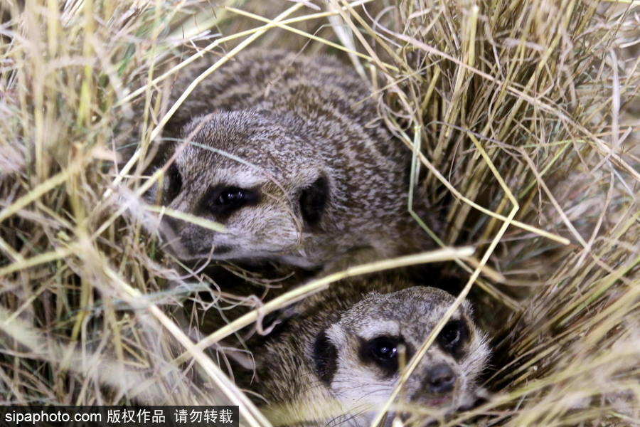 西班牙馬拉加舉行寵物大會 各式“萌寵”大比拼