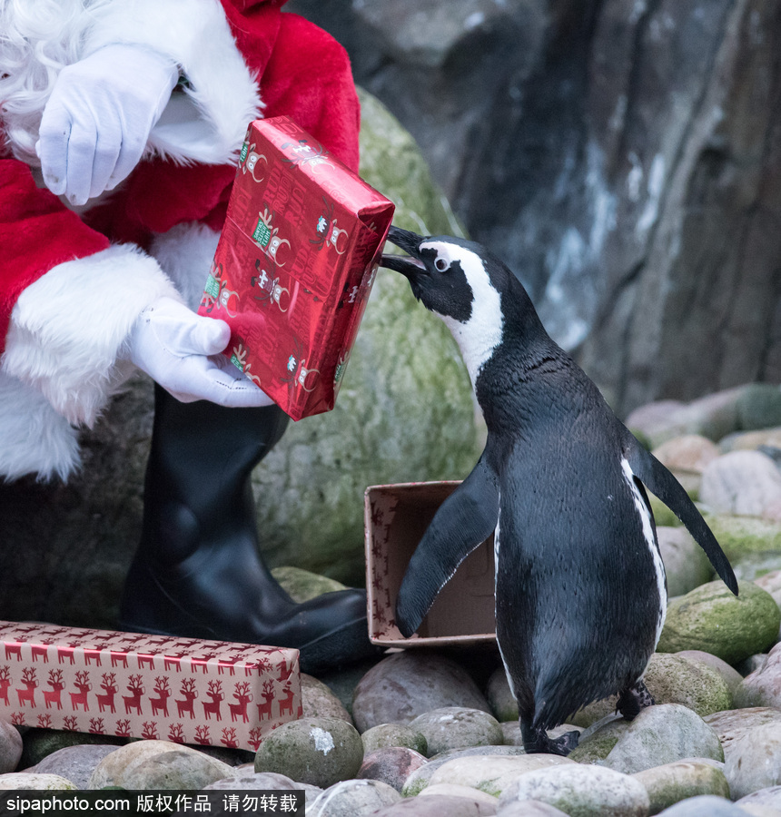 英國布里斯托動物園迎接圣誕節 動物喜獲“圣誕老人”禮物