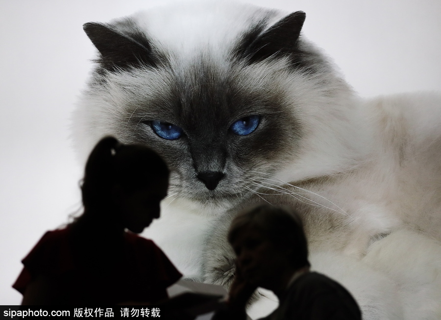 俄羅斯莫斯科舉行國際貓展 喵星人呆萌可愛