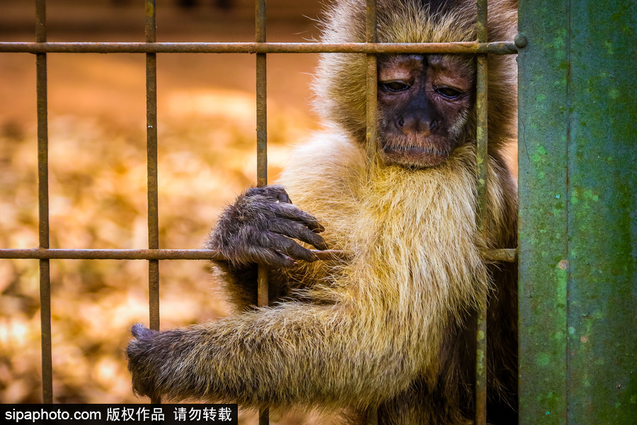 南美洲的微型動(dòng)物世界 探訪巴西索羅卡巴動(dòng)物園