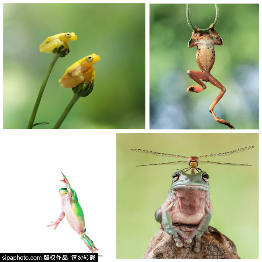 你的“蛙兒子”回來了嗎？盤點動物界佛系蛙日常萌照