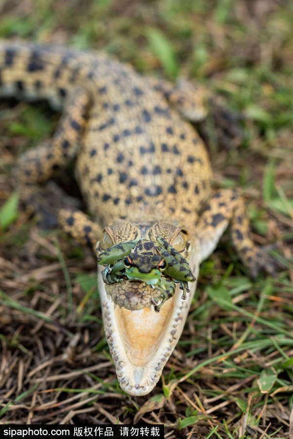 你的“蛙兒子”回來了嗎？盤點動物界佛系蛙日常萌照