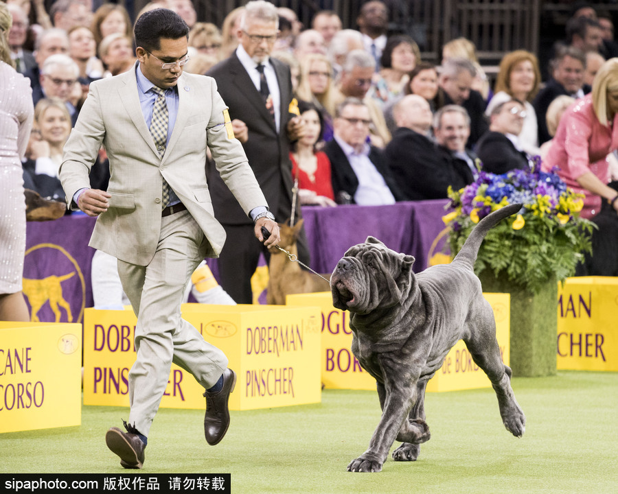 威斯敏斯特142屆狗展開幕 萌犬與主人互動(dòng)樂趣十足