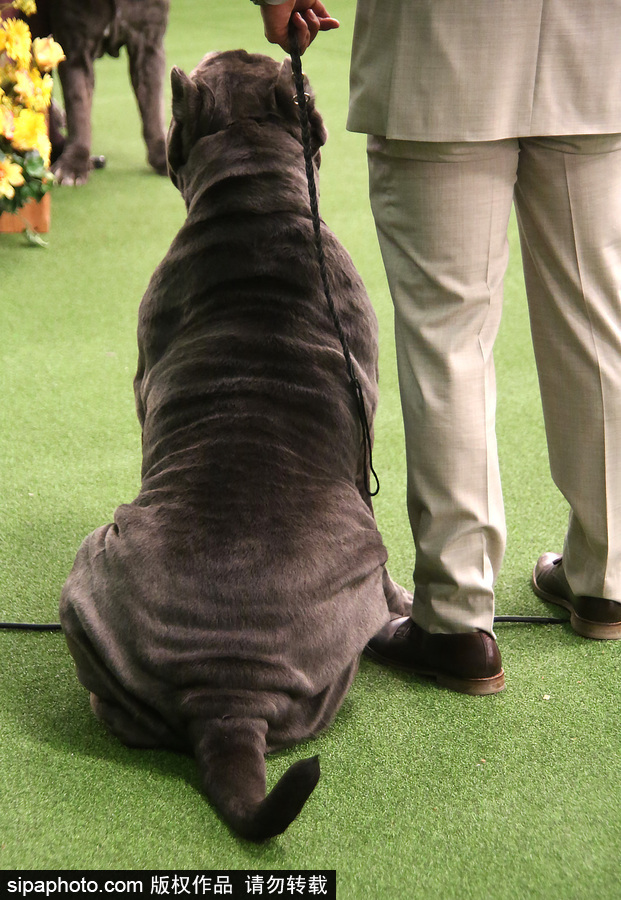 威斯敏斯特142屆狗展開(kāi)幕 萌犬與主人互動(dòng)樂(lè)趣十足