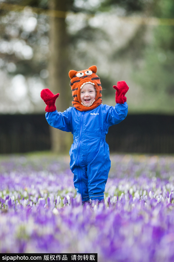 天真爛漫！ 兒童薰衣草花田玩耍童趣無(wú)限