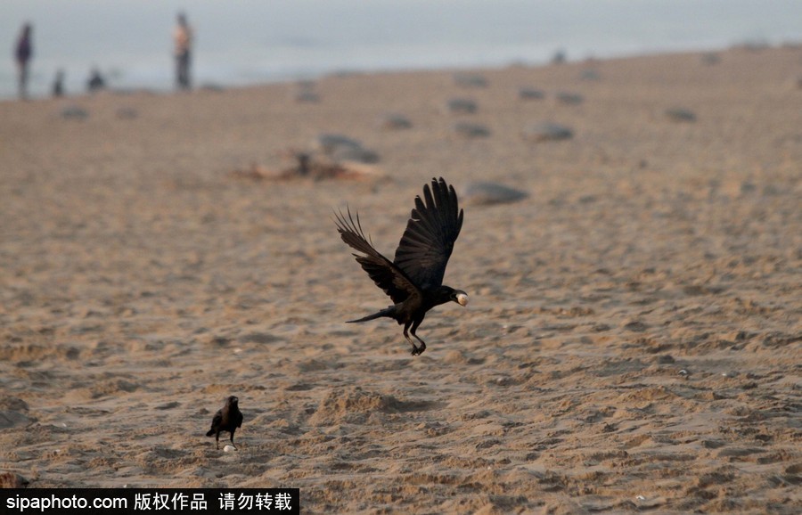 印度海灘現大批欖蠵龜 點狀排列刨沙產卵