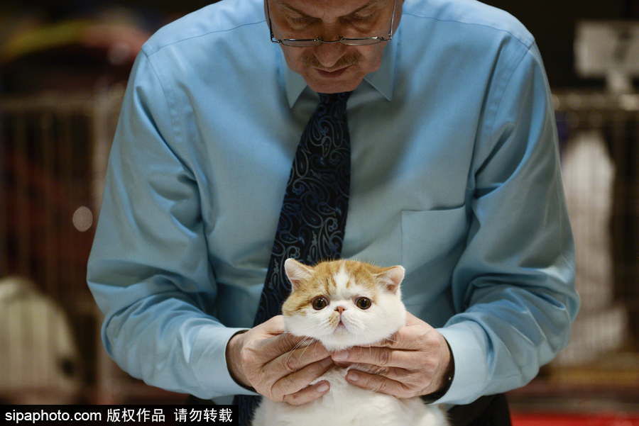 來自喵星界的霸氣！曼谷國際亞洲貓展萌態(tài)百樣