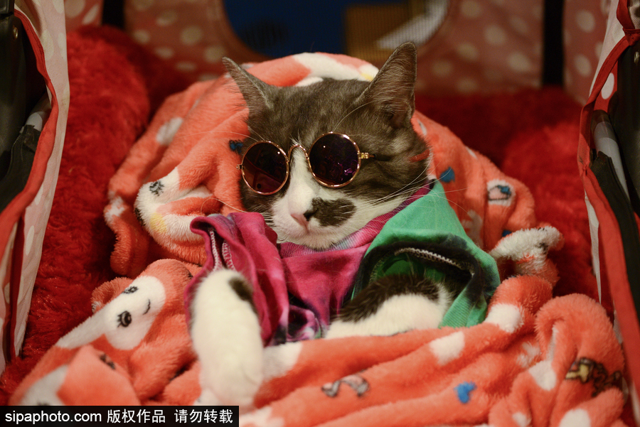 來(lái)自喵星界的霸氣！曼谷國(guó)際亞洲貓展萌態(tài)百樣