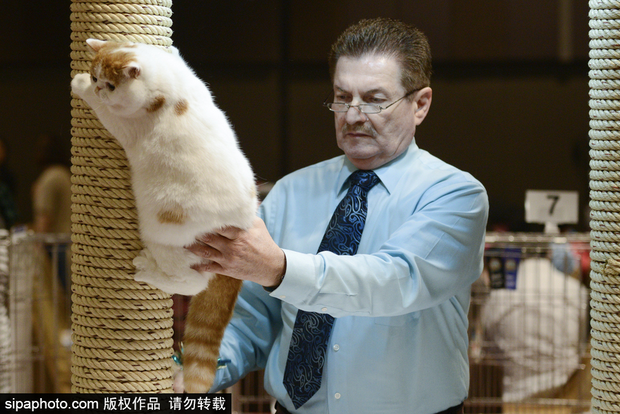 來自喵星界的霸氣！曼谷國際亞洲貓展萌態(tài)百樣