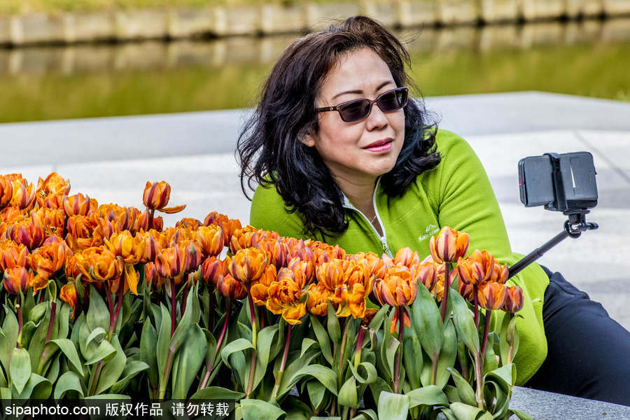 荷蘭利瑟郁金香花盛開 民眾爭先自拍合影