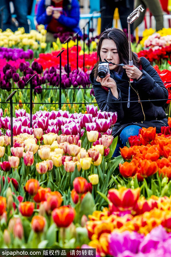 荷蘭利瑟郁金香花盛開(kāi) 民眾爭(zhēng)先自拍合影