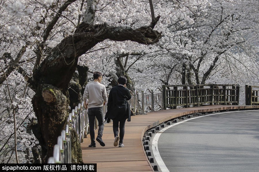 河?xùn)|十里櫻花路！韓國河?xùn)|郡櫻花盛放春意醉人