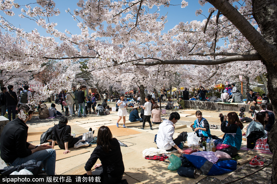 日本東京櫻花進(jìn)入盛開(kāi)期 游人如織暢游花海