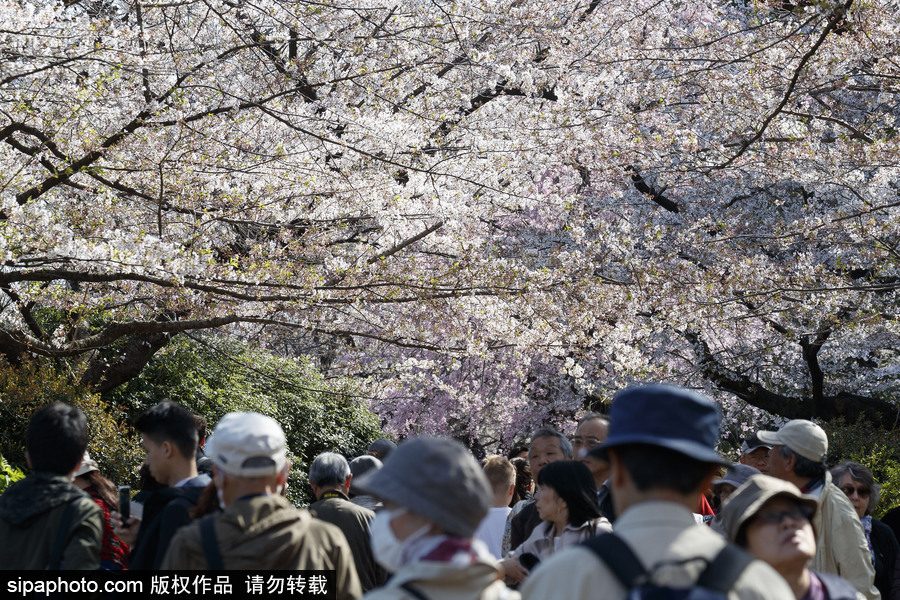 日本東京櫻花進入盛開期 游人如織暢游花海