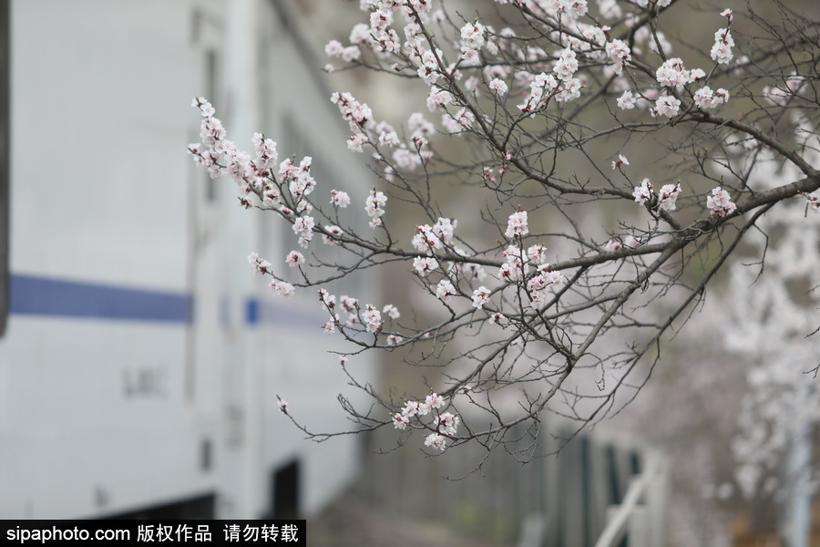 北京現(xiàn)最美列車線！居庸關(guān)小火車穿越“花海”美如仙境